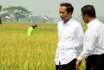 Jokowi Blusukan Lihat Proses Olah Sawah dengan Mikrobia