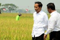 Pupuk mikrobia ini bisa membuat panen padi lebih banyak ketimbang pupuk biasa.