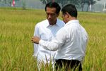 Jokowi Blusukan Lihat Proses Olah Sawah dengan Mikrobia