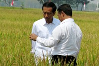 Jokowi juga melihat para petani yang tengah mengarit dan menggiling padi.