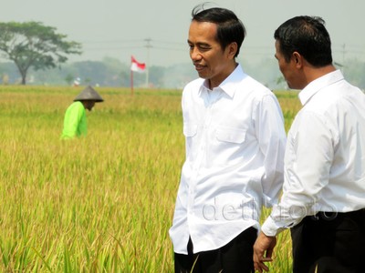 Jokowi Blusukan Lihat Proses Olah Sawah dengan Mikrobia