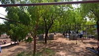 Pohon Sukarno menaungi seluruh tenda, membuat jemaah sedikit terlindungi dari paparan langsung sinar matahari yang kalau siang bisa bersuhu sampai 50 derajat celcius.