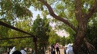 Ukuran pohon Sukarno bervariasi, ada yang masih setinggi 1,5 meter sampai dengan setinggi bangunan 2 tingkat.
