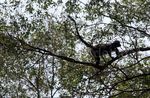 Mengintip Konservasi Lutung Jawa di Muara Gembong