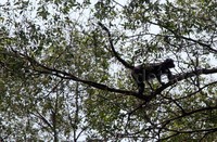Seekor lutung Jawa ekor panjang bermain di atas pohon.