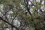 Mengintip Konservasi Lutung Jawa di Muara Gembong