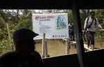 Mengintip Konservasi Lutung Jawa di Muara Gembong