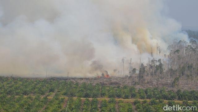 Lahannya Terbakar, 34 Perusahaan di Riau HGU Terancam Dicabut
