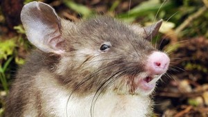 Tim Ilmuwan Temukan Spesies Tikus Baru di Sulawesi