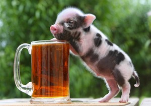 Babi Tea Cup yang Mungil dan Imut Ini Tidak untuk Dikonsumsi
