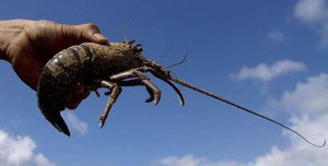 Menteri Susi Sebut Ada Upaya Penyelundupan 320.000 Bibit Lobster