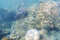 Pulau Bintang merupakan salah satu spot yang tepat untuk snorkeling di Kepulauan Seribu. Terumbu karang di bawah lautnya begitu beraneka ragam dan indah dipandang mata (Kurnia/detikTravel)
