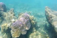 Terumbu karang di Pulau Bintang cukup padat. Hanya dengan berenang dipermukaan saja sudah terlihat jejeran terumbu karang yang bagaikan hutan. Tapi wisatawan harus berhati-hati agar tidak menginjak karang api yang banyak ditemukan di sekitar pulau ini (Kurnia/detikTravel)