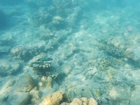 Sesekali, gerombolan ikan kecil akan lewat. Asyik sekali rasanya bisa berenang bersama rombongan ikan yang cantik (Kurnia/detikTravel)