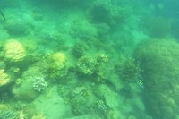 Ikan kecil yang ada di sini warnanya bermacam-macam. Mereka juga sering terlihat berenang dengan gesit melewati celah-celah terumbu karang (Kurnia/detikTravel)