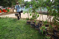 Pepehonan yang membuat seasana semakin sejuk.