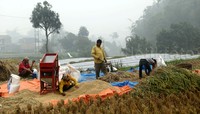Sejumlah petani memanen padi.
