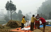 Sejumlah petani merontokkan padi menggunakan mesin tradisional.