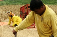 Padi yang telah dirontokkan siap dimasukkan ke karung.