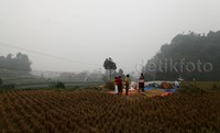 Kabut asap tampak menyelimuti persawahan.