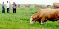 Jokowi meninjau peternakan sapi di Balai Pembibitan Ternak Unggul dan Hijauan Pakan ternak. Rusman/Setpres/detikFoto.