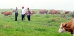 Jokowi Tinjau Peternakan Sapi di Padang Mengatas