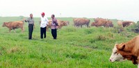 Jokowi mendapat penjelasan saat meninjau peternakan sapi. Rusman/Setpres/detikFoto.
