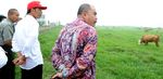 Jokowi Tinjau Peternakan Sapi di Padang Mengatas