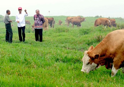 Jokowi Tinjau Peternakan Sapi di Padang Mengatas