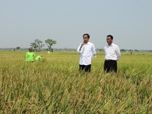 Asuransi Pertanian Hanya Berlaku untuk Petani Padi