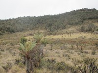 Jalur pendakian ke Puncak Carstensz yang melalui kampung-kampung, bakal bertemu dengan lanskap padang savana. Tim Ekspedisi Jurnalis ke Carstensz 2015 pun tiba di hamparan padang savana setelah berjalan kaki 5 hari dari Desa Ugimba (Afif/detikTravel)