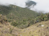 Sebelum tiba ke padang savana, para pendaki terlebih dulu menelusuri hutan hujan tropis dengan trek yang mendaki. Makin tinggi daratan, makin sulit bernafas karena oksigen yang mulai tips (Afif/detikTravel)