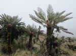Padang Savana di Atas Awan Papua