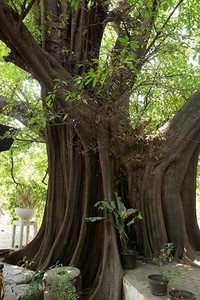Salah satu pemandangan lain yang tampak kuno adalah keberadaan pohon beringin yang sudah tampak berumur. Pohon tersebut berada persis di samping pendopo dengan akar yang melebar (Randy/detikTravel)