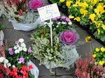 Belanja Puas di Pasar Kaget Belanda