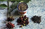 Liburan ke Sigi di Sulteng, Coba Kopi Toratima & Pipikoro