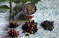 Namun Kopi Toratima beda dengan kopi luwak. Hewan-hewan itu memakan biji kopi yang sudah matang, mengunyah dan menelan kulit kopi yang manis, lalu memuntahkan biji kopi dalam keadaan sudah terkupas menjadi beras-kopi dan berwarna putih (Silvia/detikTravel)
