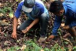 Liburan ke Sigi di Sulteng, Coba Kopi Toratima & Pipikoro