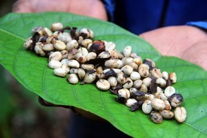 Saingan Kopi Luwak dari Sulawesi: Kopi Toratima