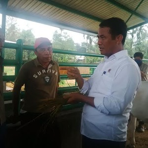 Mentan Blusukan Keliling Padang Cari Sapi Gemuk