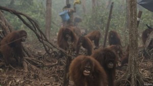 Duh! Bayi Orang Utan Sakit Akibat Asap Kebakaran Hutan