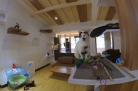 Kafe kucing Cats Village berada di Jalan Banda No 2/S, Bandung. Ada banyak jenis kucing lucu yang bisa traveler ajak main di sini. Mulai dari kucing persia sampai angora, (Tya/detikTravel)