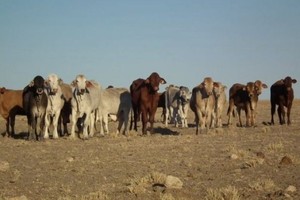 Harga Sapi Australia yang Diekspor ke Indonesia Capai Rekor AUD 3,40 per Kg