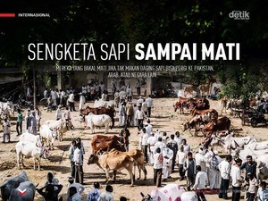 Sengketa Sapi sampai Mati