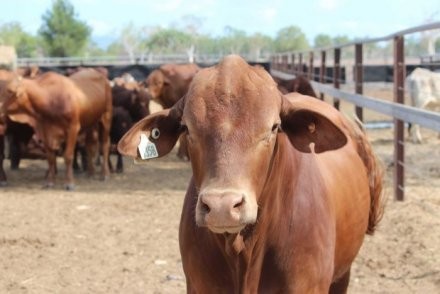 Permintaan Sapi Australia dari Indonesia Dikhawatirkan Tidak Bisa Terpenuhi