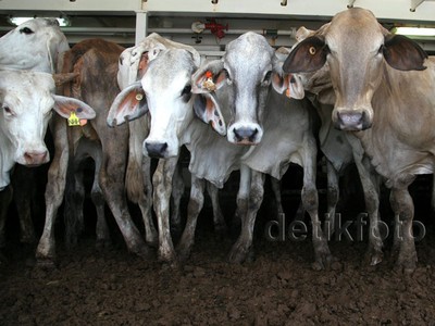 Sebanyak 3.115 Sapi Asal Australia Tiba di Priok