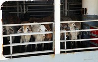 3.115 ekor sapi asal Australia tiba di Pelabuhan Tanjung Priok.