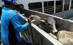 Sebanyak 3.115 Sapi Asal Australia Tiba di Priok