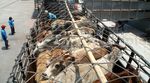 Sebanyak 3.115 Sapi Asal Australia Tiba di Priok