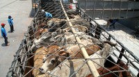 Sapi dimasukan ke truk.